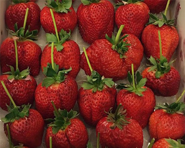 dâu tây, dâu tây nhật bản,hoa quả nhập ngoại