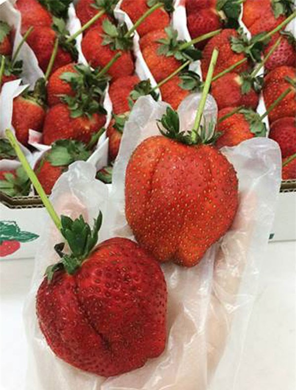 dâu tây, dâu tây nhật bản,hoa quả nhập ngoại