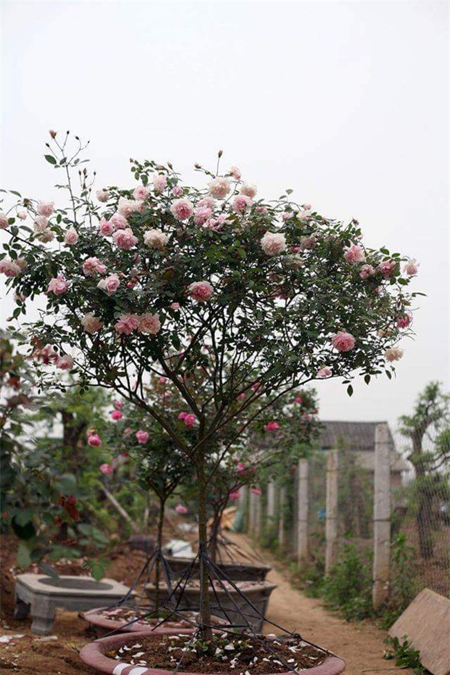 ghe tham vuon hong khong mat phi va dep hon le hoi hoa hong hinh anh 10