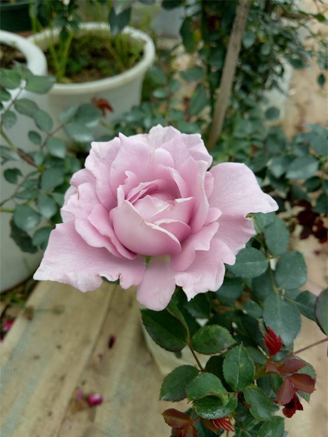 ghe tham vuon hong khong mat phi va dep hon le hoi hoa hong hinh anh 12