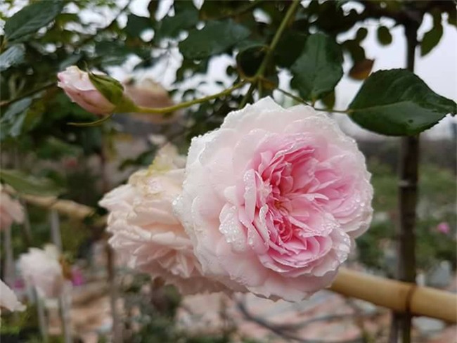 ghe tham vuon hong khong mat phi va dep hon le hoi hoa hong hinh anh 13