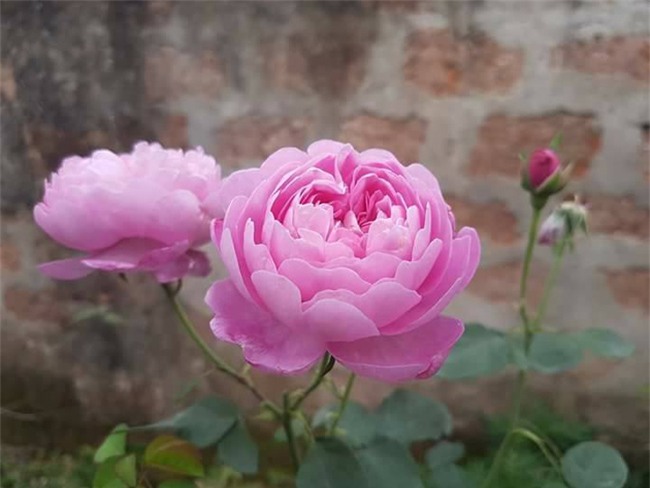 ghe tham vuon hong khong mat phi va dep hon le hoi hoa hong hinh anh 14