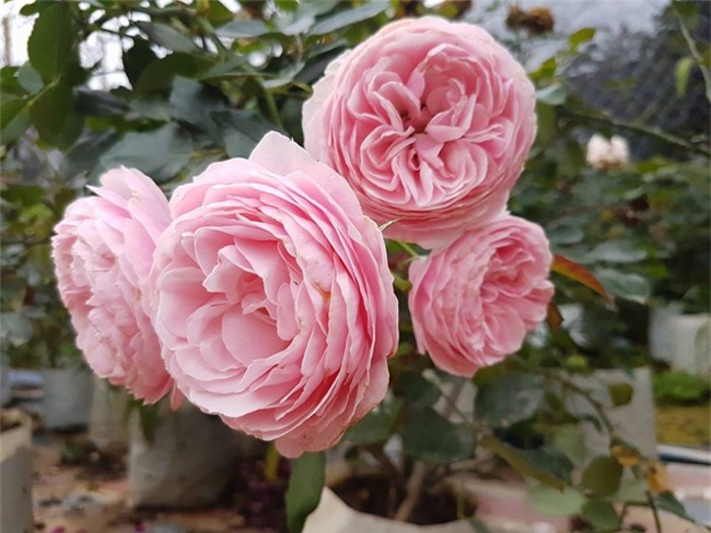 ghe tham vuon hong khong mat phi va dep hon le hoi hoa hong hinh anh 17