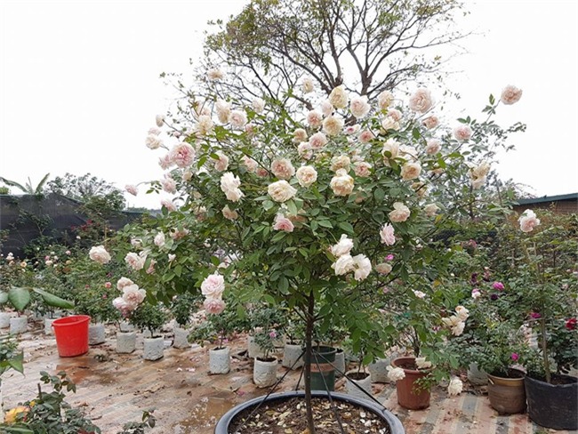 ghe tham vuon hong khong mat phi va dep hon le hoi hoa hong hinh anh 23