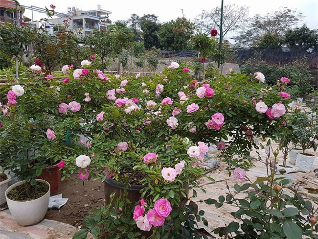 ghe tham vuon hong khong mat phi va dep hon le hoi hoa hong hinh anh 24