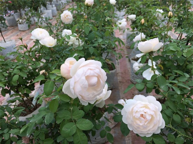 ghe tham vuon hong khong mat phi va dep hon le hoi hoa hong hinh anh 26