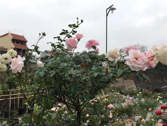 ghe tham vuon hong khong mat phi va dep hon le hoi hoa hong hinh anh 28