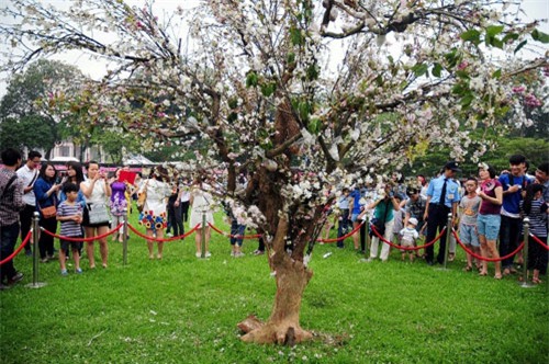 sung sot voi 3 le hoi hoa duoc vi nhu "tham hoa mua hang online" - 7