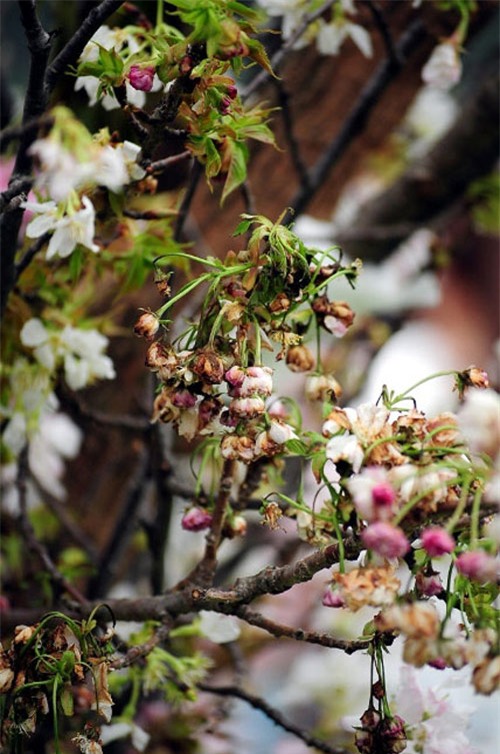 sung sot voi 3 le hoi hoa duoc vi nhu "tham hoa mua hang online" - 9