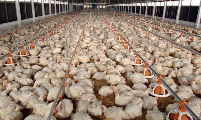 thịt gà mỹ, thịt gà mỹ giá rẻ, chăn nuôi gà, thịt gà nhập khẩu