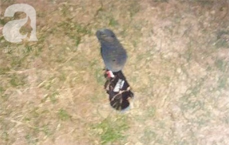 Đi làm về muộn, một phụ nữ bị yêu râu xanh ép xuống vệ đường giở trò đồi bại - Ảnh 6.