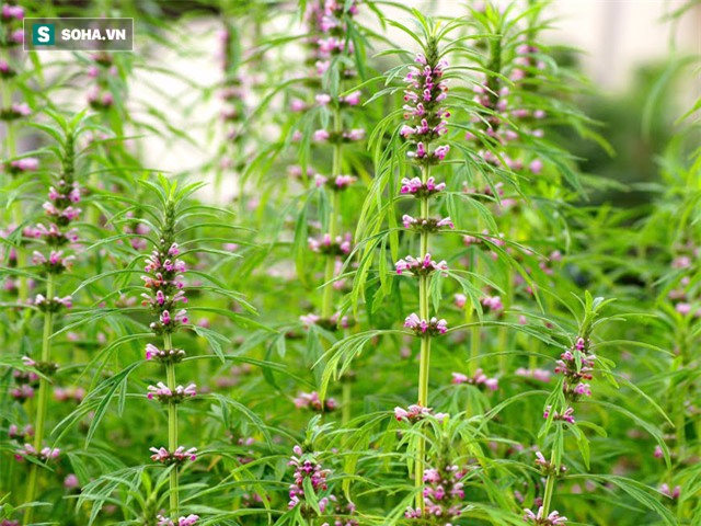 10 cách chế biến trứng cút khiến món ăn trở thành vị thuốc bổ - Ảnh 4.