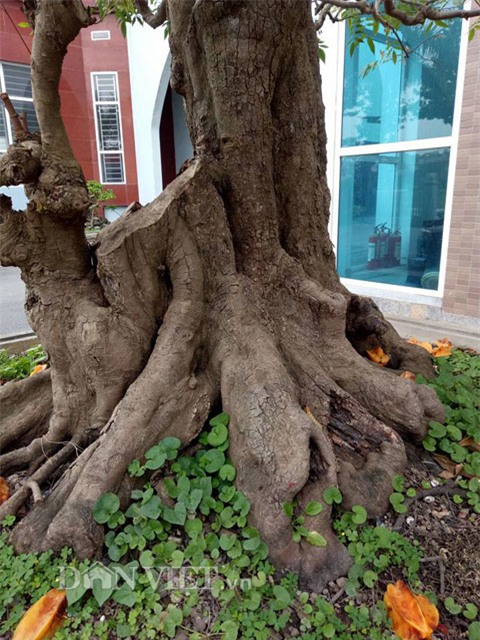 sung sot voi cap khe bonsai ra qua tu goc toi dinh ngon hinh anh 7