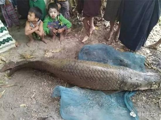 cá lạ, cá rồng, cá hải tượng, ngư dân, nông dân, bắt được, cá khủng, cá sủ vàng