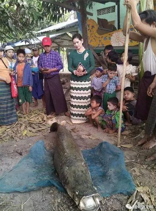 cá lạ, cá rồng, cá hải tượng, ngư dân, nông dân, bắt được, cá khủng, cá sủ vàng