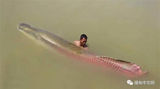 cá lạ, cá rồng, cá hải tượng, ngư dân, nông dân, bắt được, cá khủng, cá sủ vàng