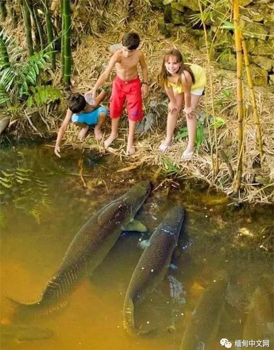 cá lạ, cá rồng, cá hải tượng, ngư dân, nông dân, bắt được, cá khủng, cá sủ vàng