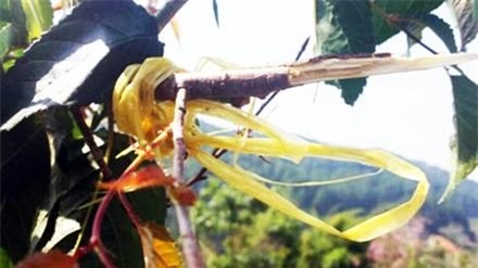 Phạm Thị Minh Hiếu, bẻ hoa tại Đà Lạt, Sở tư pháp Bình Thuận. nữ Phó giám đốc