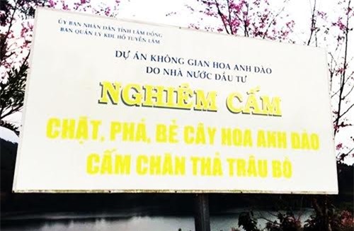 Phạm Thị Minh Hiếu, bẻ hoa tại Đà Lạt, Sở tư pháp Bình Thuận. nữ Phó giám đốc