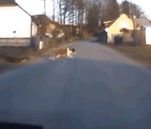 Chưa thấy thanh niên nào nghịch dại hơn hai thanh niên này.