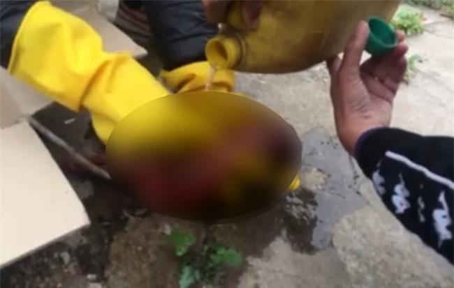 Hà Nội: Xác minh chuyện chó cắp xác thai nhi còn nguyên dây rốn chạy trên vỉa hè - Ảnh 5.