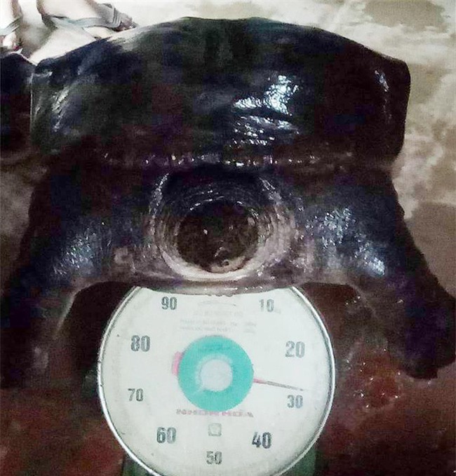 Bắc Ninh: Người dân bắt được 2 con ba ba khủng, mỗi con nặng gần 30 kg - Ảnh 1.