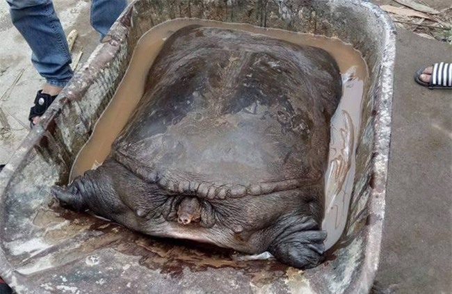 Bắc Ninh: Người dân bắt được 2 con ba ba khủng, mỗi con nặng gần 30 kg - Ảnh 2.