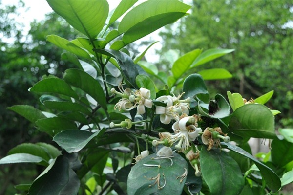 Không chỉ hoa bưởi, rất nhiều bộ phận khác từ cây bưởi mà bạn có thể sử dụng để chữa bệnh - Ảnh 3.