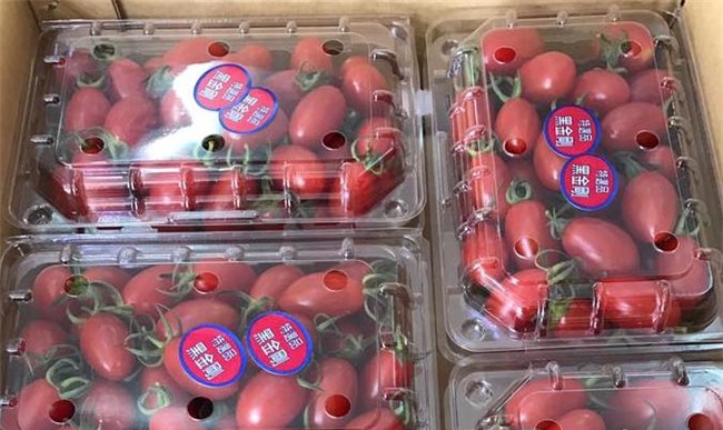 cà chua bi, cà chua bi Đài Loan, cà chua lạ, hoa quả nhập ngoại,