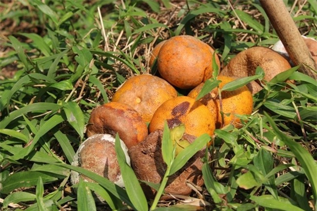 Mat tien trieu moi ngay vi cam rung hinh anh 2