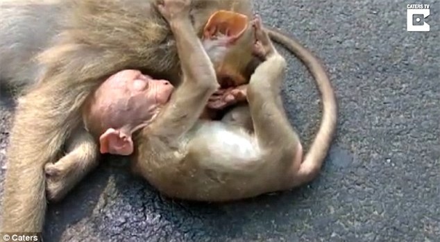 Video: Khỉ con ôm xác mẹ không rời khiến con người cũng không cầm được nước mắt - Ảnh 3.