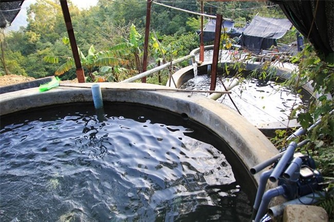 cá hồi, nuôi cá hồi, cá hồi Sa Pa, cá hồi Mẫu Sơn