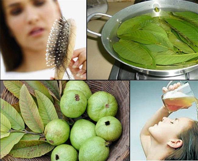 Tóc hết gãy rụng và mọc nhanh nhờ một nắm lá ổi: Bài thuốc rất hay, ai cũng nên thử - Ảnh 1.