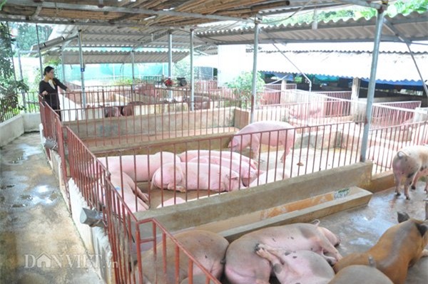 lợn nghe nhạc, lợn giun quế, Hà Nội, nuôi lợn, thịt lợn sạch, thịt lợn,