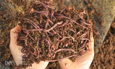 lợn nghe nhạc, lợn giun quế, Hà Nội, nuôi lợn, thịt lợn sạch, thịt lợn,