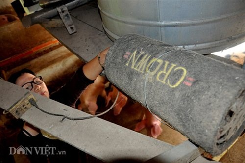 lợn nghe nhạc, lợn giun quế, Hà Nội, nuôi lợn, thịt lợn sạch, thịt lợn,