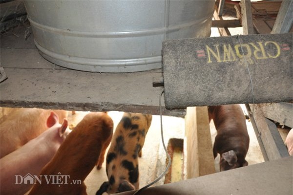 lợn nghe nhạc, lợn giun quế, Hà Nội, nuôi lợn, thịt lợn sạch, thịt lợn,