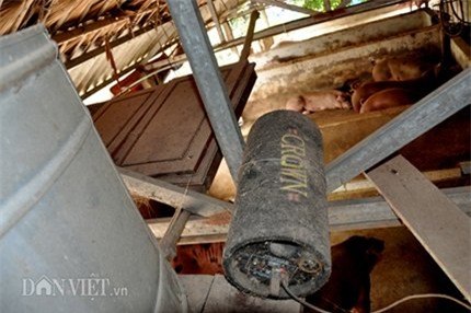 lợn nghe nhạc, lợn giun quế, Hà Nội, nuôi lợn, thịt lợn sạch, thịt lợn,