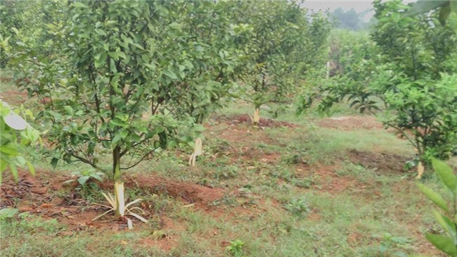 hoa binh: hang tram cay cam bi ke xau pha hoai cao sach vo hinh anh 1