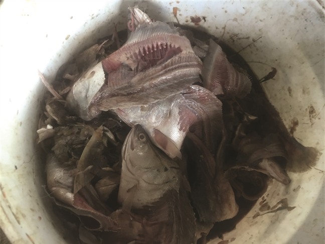 đặc sản, cá thối, cá ươn, công nhân, thực phẩm bẩn, chợ cá, quán ăn