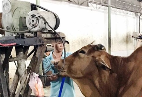 tăng trọng, bơm nước, thịt bò, thương lái, Đồng Nai