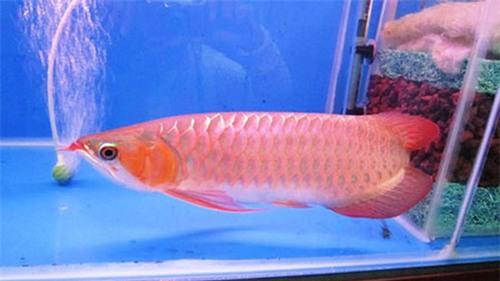 ruoc tai loc day nha nho chon ca canh dung "chuan" - 1