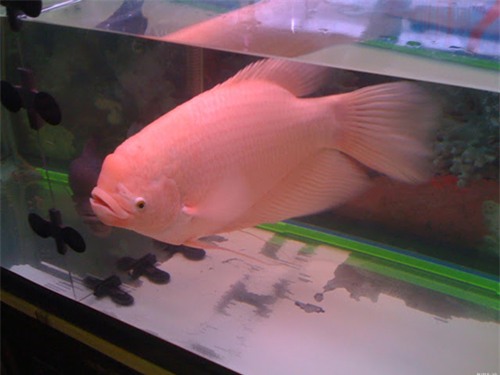 ruoc tai loc day nha nho chon ca canh dung "chuan" - 2