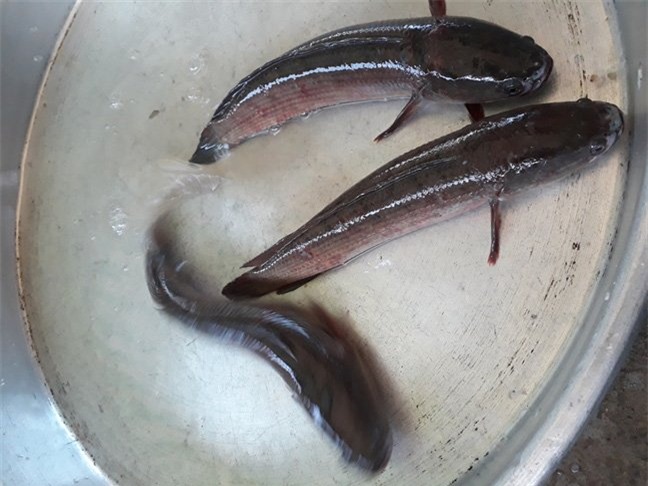 Trung Quốc, thu mua, cá đồng, cá nuôi, phân biệt,