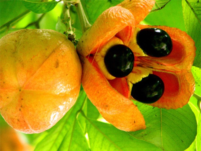 6 món đặc sản nổi tiếng thế giới có “cho thêm tiền” chưa chắc bạn đã dám ăn - Ảnh 7.