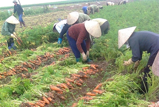 cải bắp, cà rốt, rau xanh, hải dương, giá rau xanh, giá rau củ,