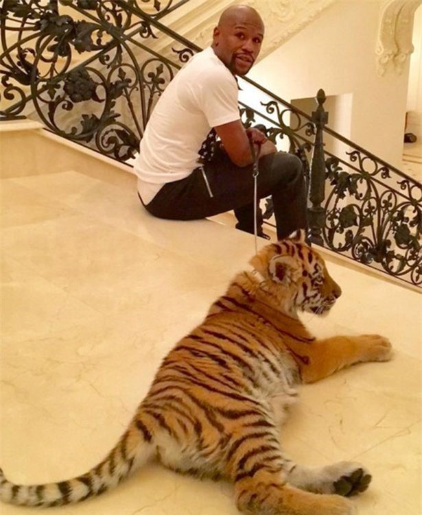 Mayweather bi 'nem da' vi dat ho di dao trong nha hinh anh 1