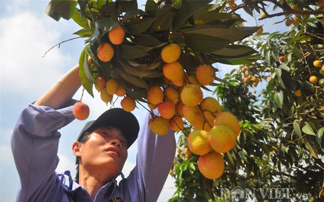 10 loại cay an quả giúp nong dan thu tièn tỷ ngon o hinh anh 6