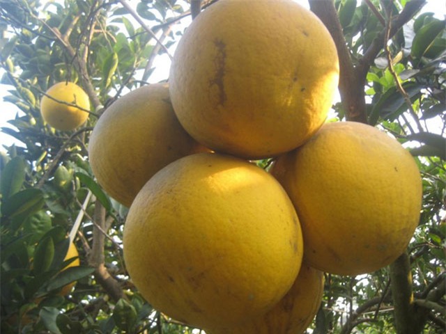 10 loại cay an quả giúp nong dan thu tièn tỷ ngon o hinh anh 7