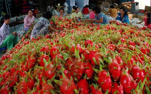 Thanh long là 1 trong số 6 mặt hàng nông sản vừa được đưa ra khỏi danh sách cấm nhập khẩu của Ấn Độ.